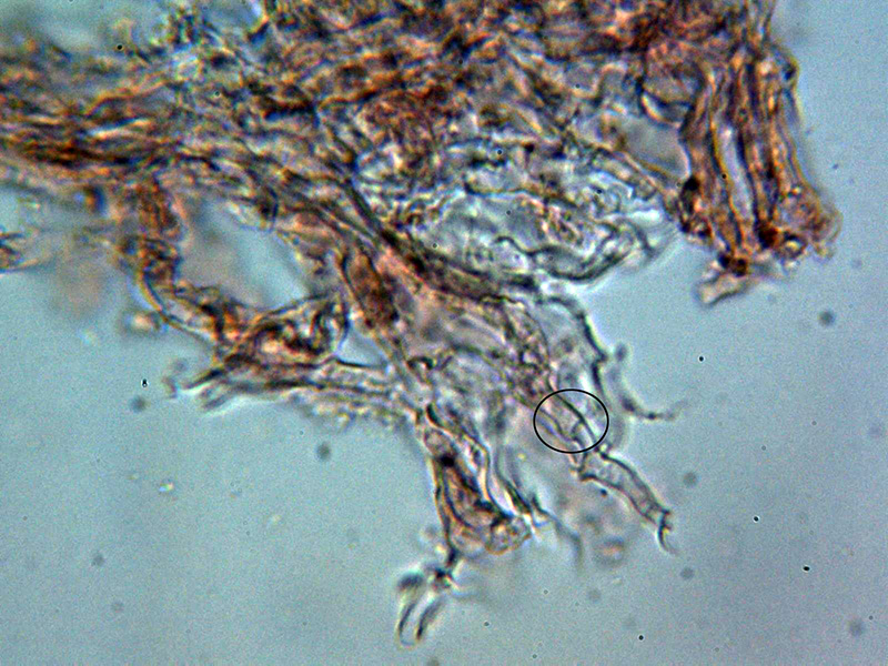 Aiuta con un corticale hydnoide